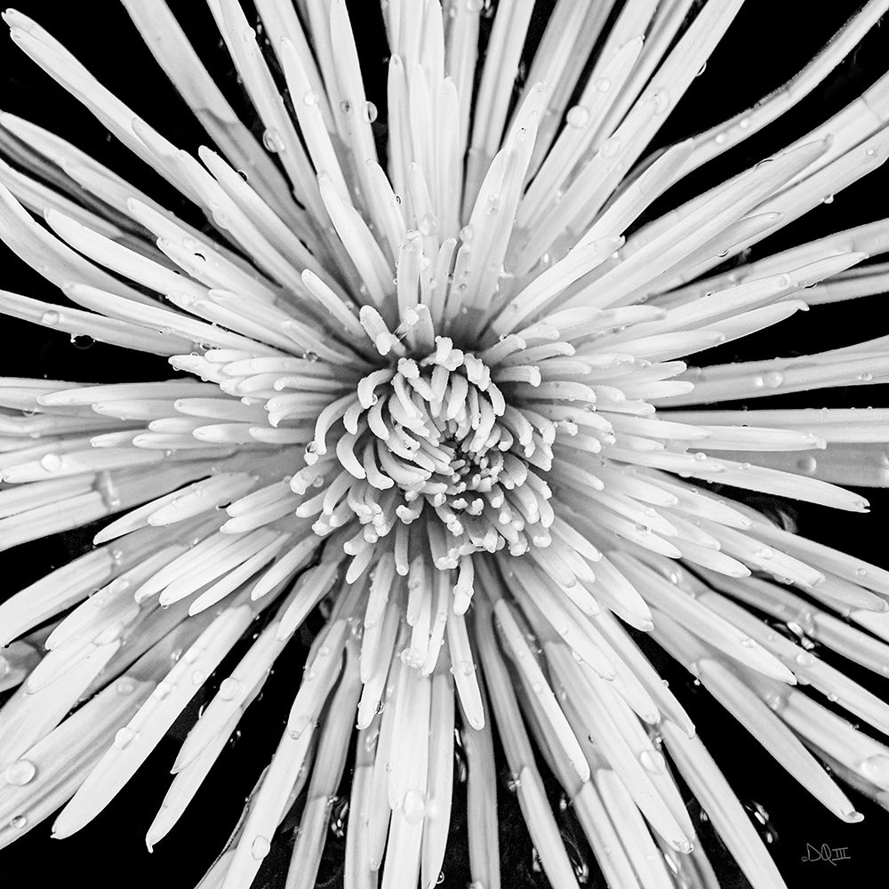 Black and White Love art print by Donnie Quillen for $57.95 CAD