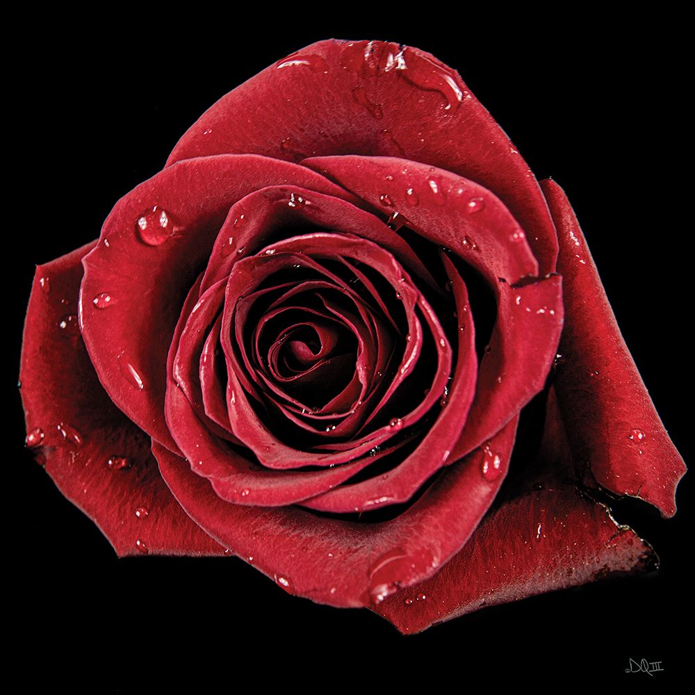Broken Heart Rose art print by Donnie Quillen for $57.95 CAD