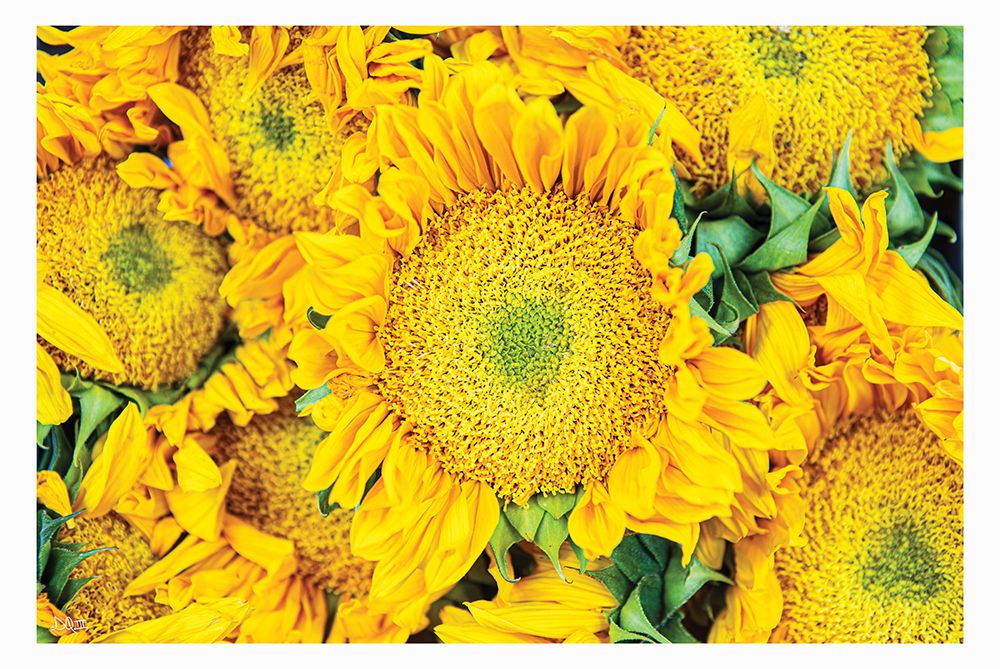 Fall Feels I art print by Donnie Quillen for $57.95 CAD
