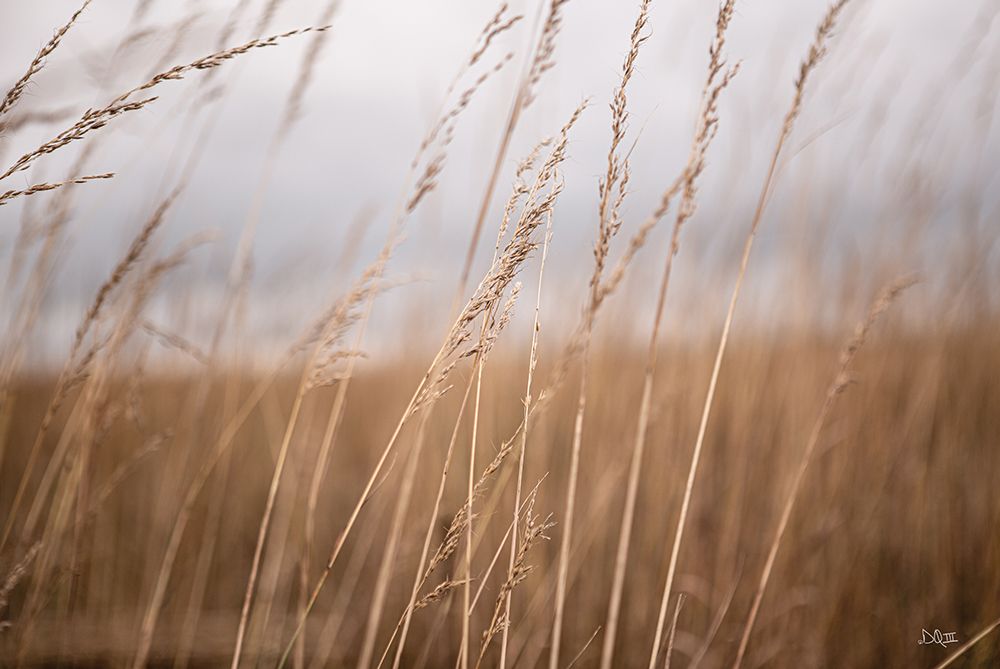 Field in the Fall I art print by Donnie Quillen for $57.95 CAD