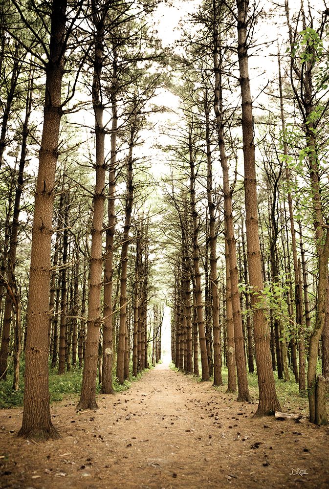 In the Pines I art print by Donnie Quillen for $57.95 CAD