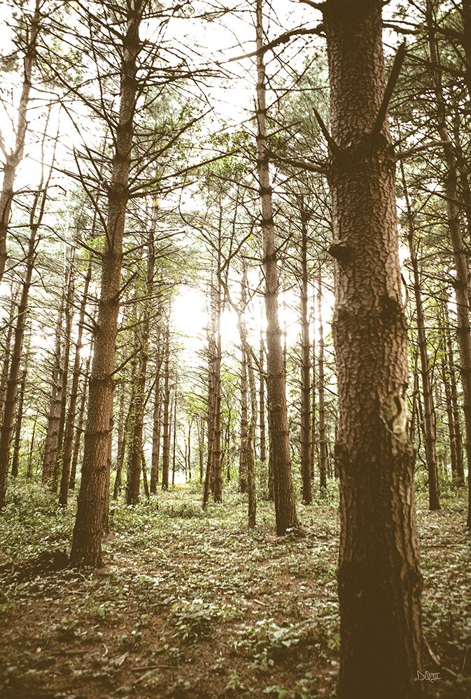 In the Pines II art print by Donnie Quillen for $57.95 CAD