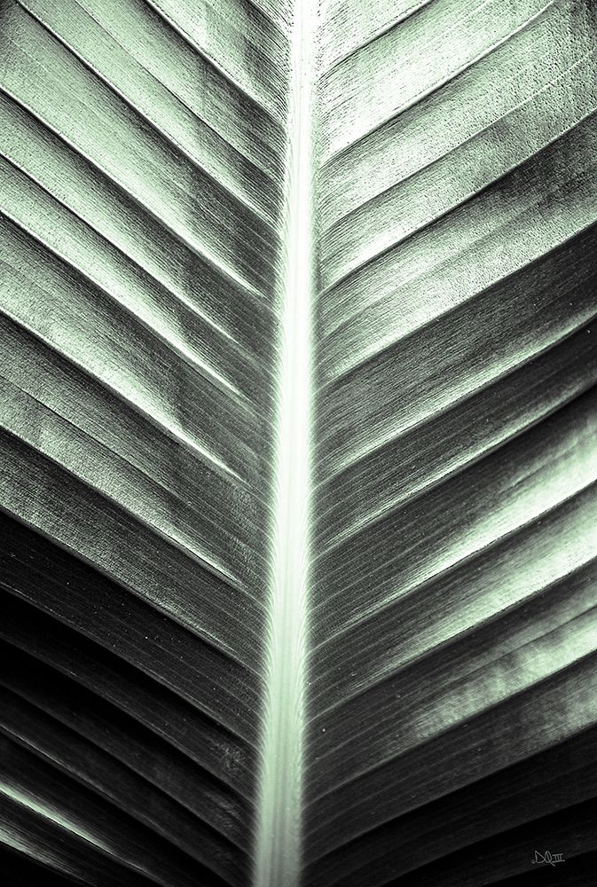 Leaf Lines art print by Donnie Quillen for $57.95 CAD