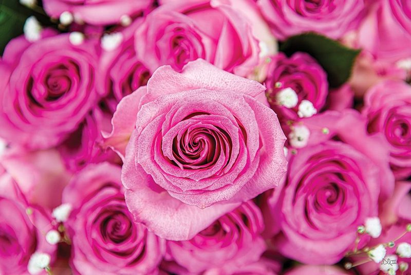 Fuchsia Roses art print by Donnie Quillen for $57.95 CAD