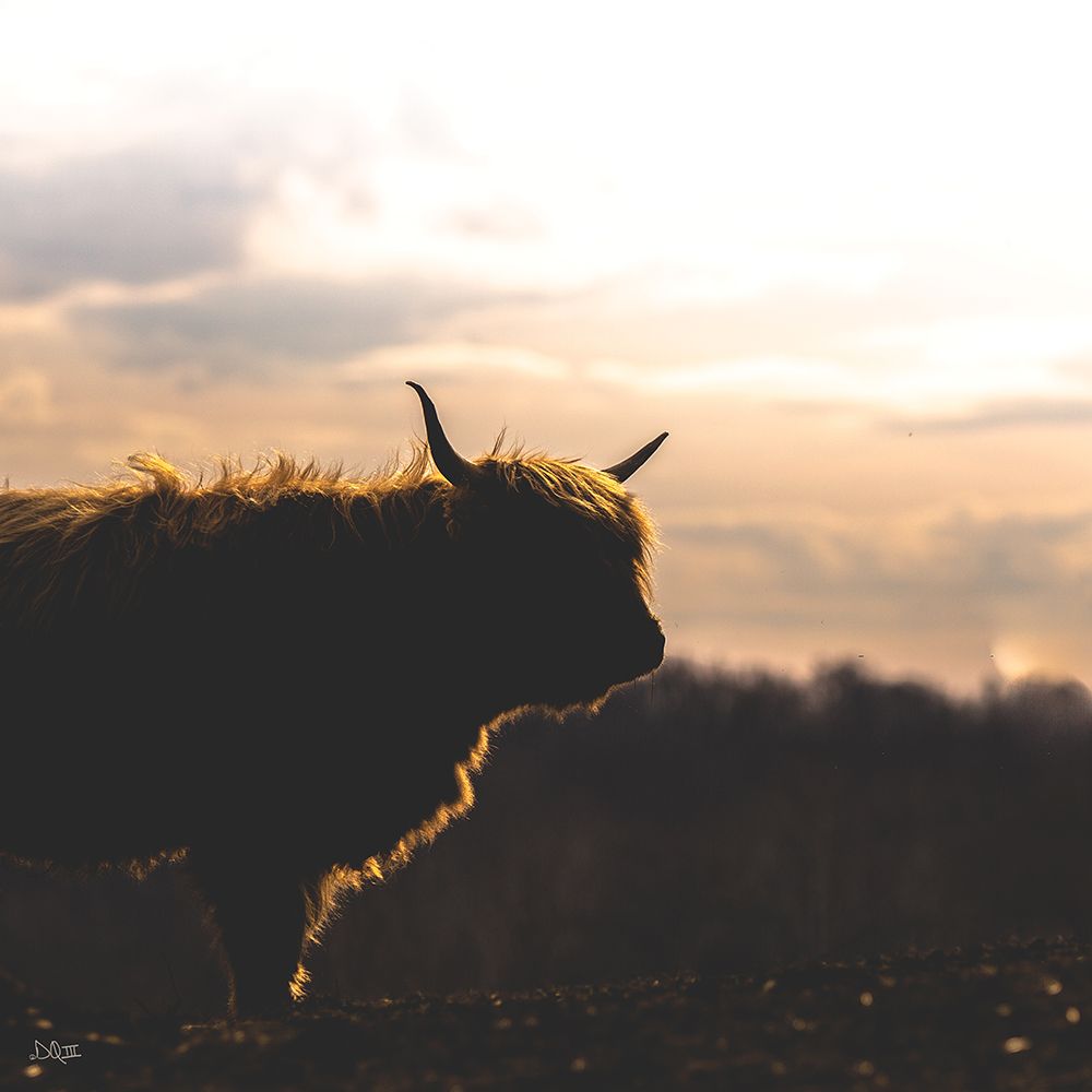Sunset Watch art print by Donnie Quillen for $57.95 CAD