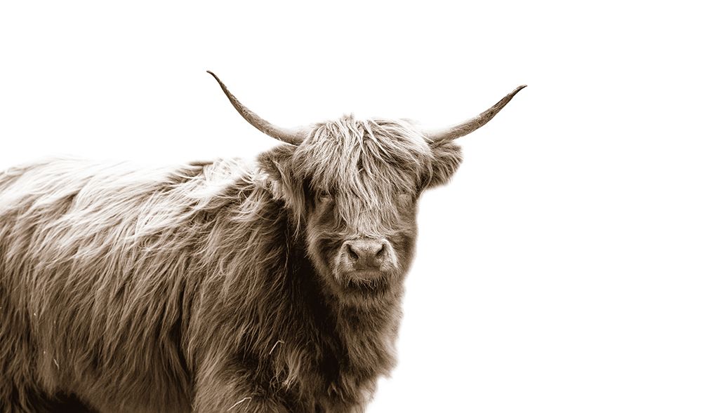 Highland Portrait art print by Donnie Quillen for $57.95 CAD