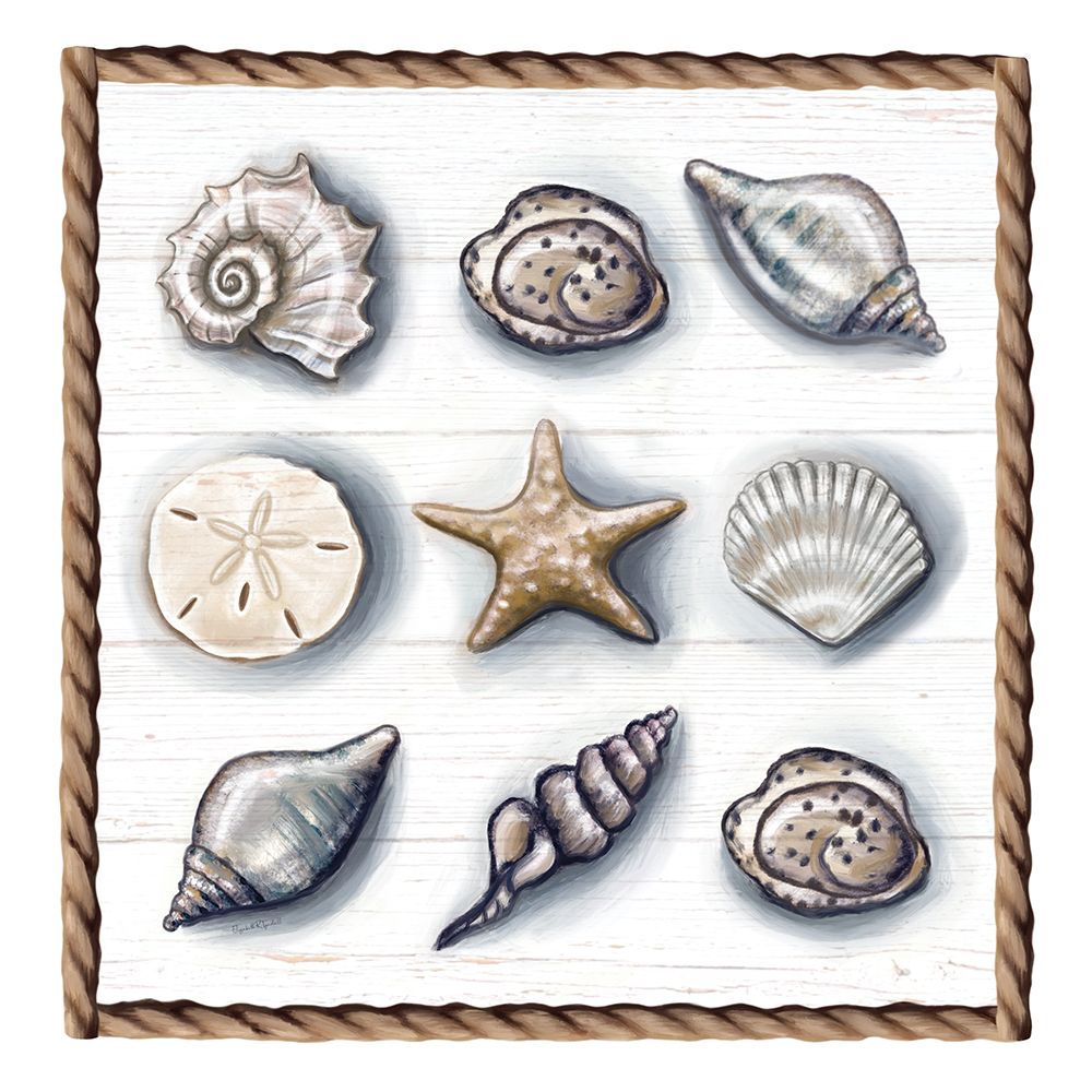 Beach Shells I art print by Elizabeth Tyndall for $57.95 CAD
