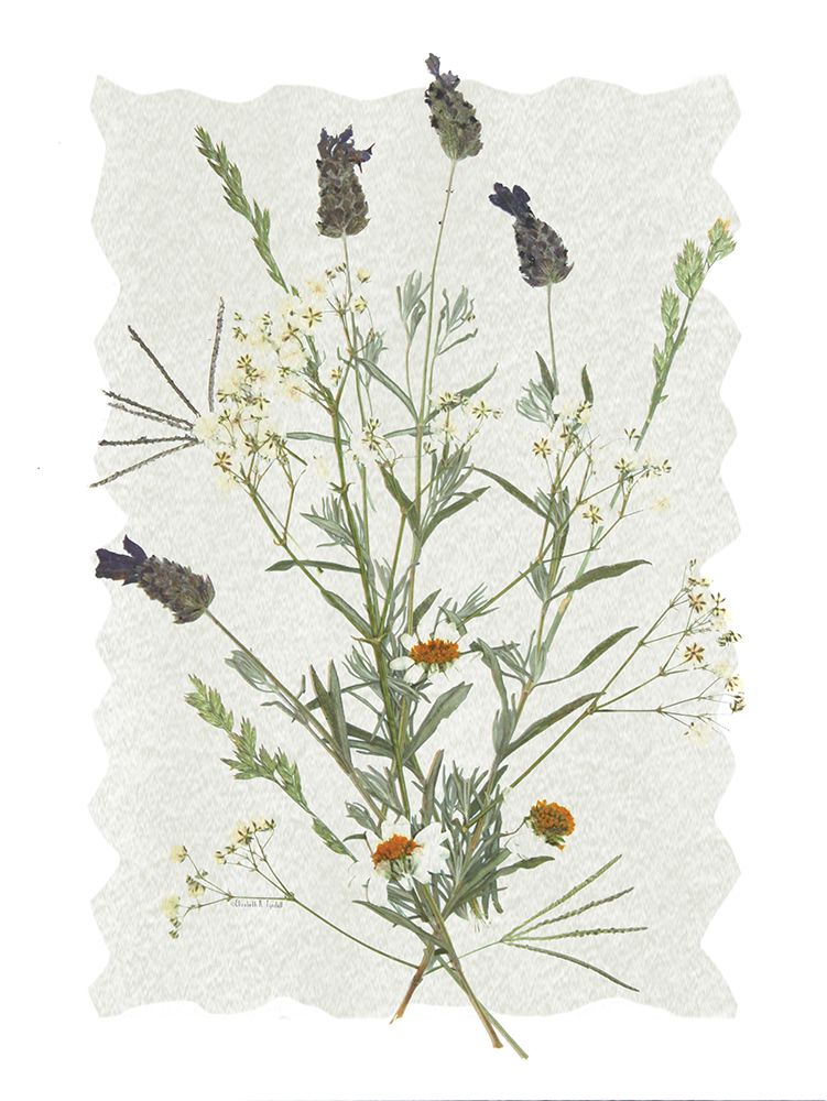 A Touch of Lavender I art print by Elizabeth Tyndall for $57.95 CAD