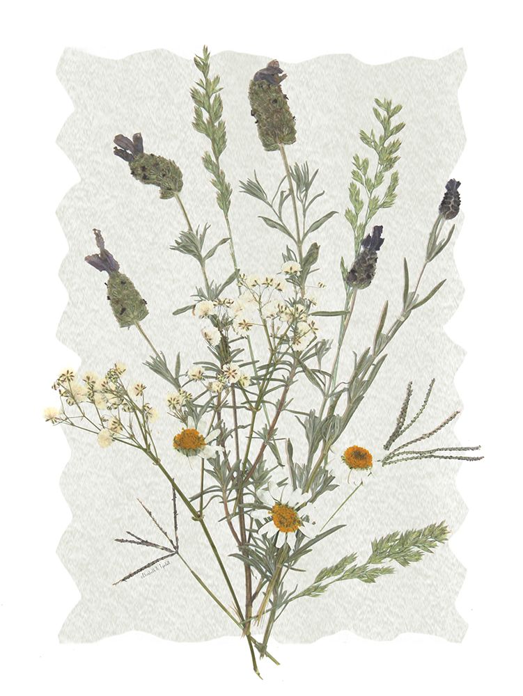 A Touch of Lavender II art print by Elizabeth Tyndall for $57.95 CAD