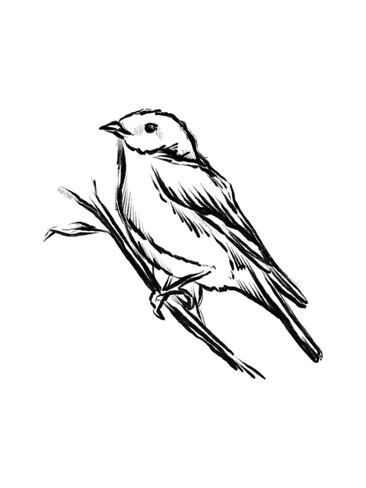 Songbird Sketch II art print by House Fenway for $57.95 CAD