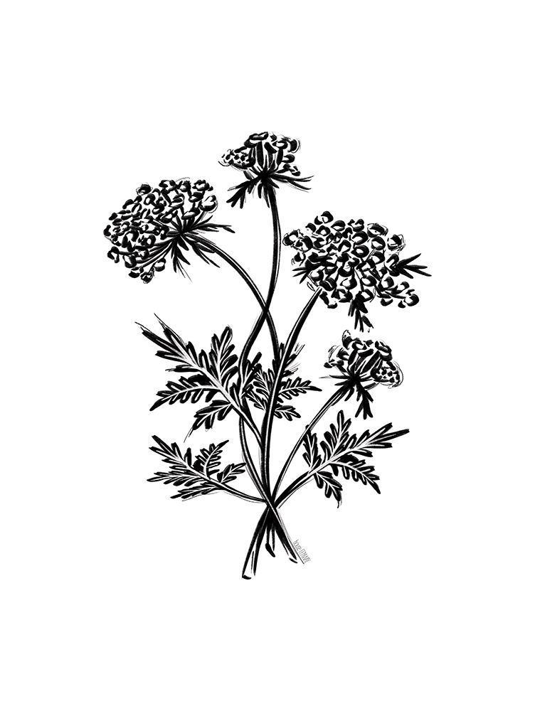 Wildflower Sketch II art print by House Fenway for $57.95 CAD