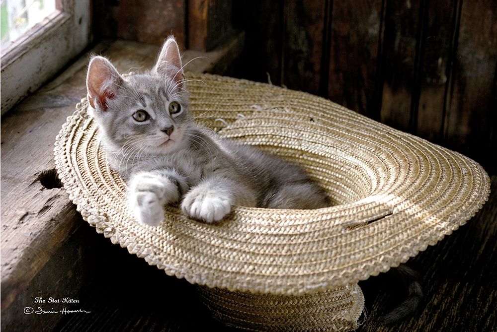 The Hat Kitten art print by Irvin Hoover for $57.95 CAD