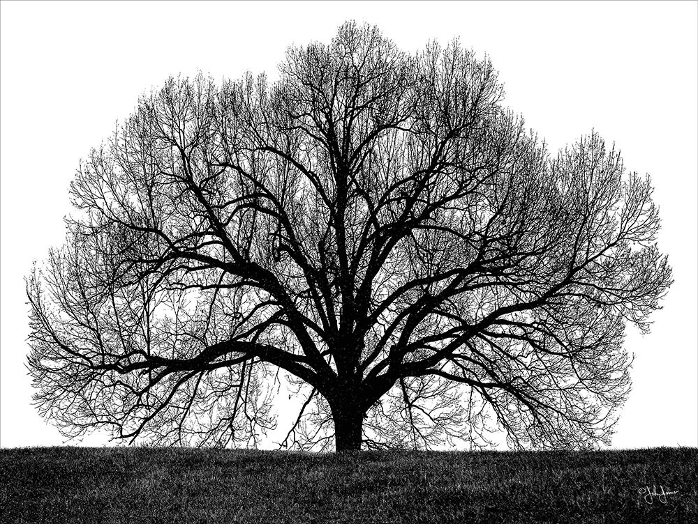 The Tree art print by John Jones for $57.95 CAD