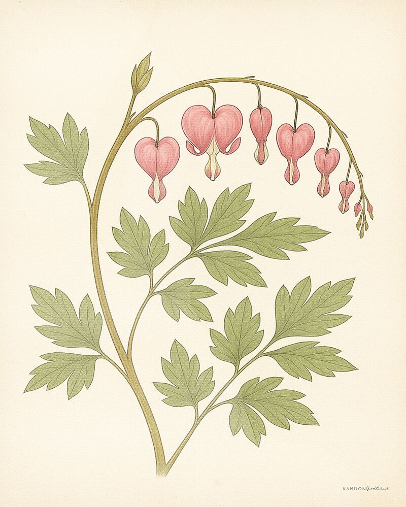 Bleeding Hearts Botanical art print by Kamdon Kreations for $57.95 CAD