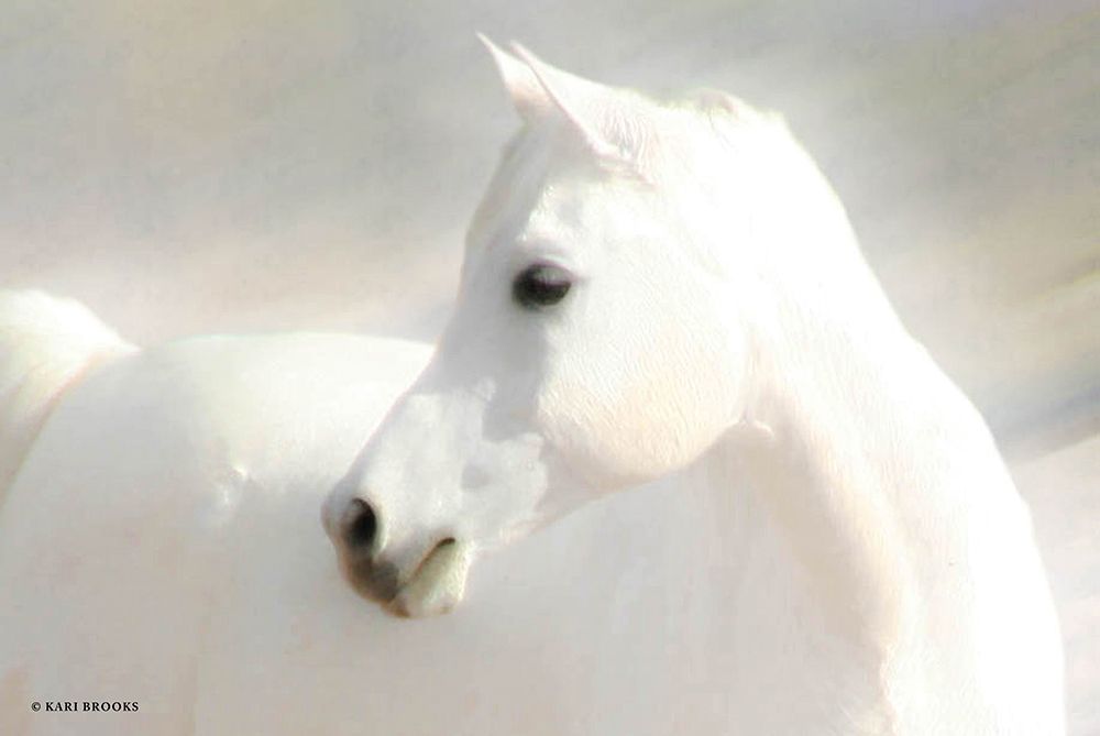 White Arab II art print by Kari Brooks for $57.95 CAD