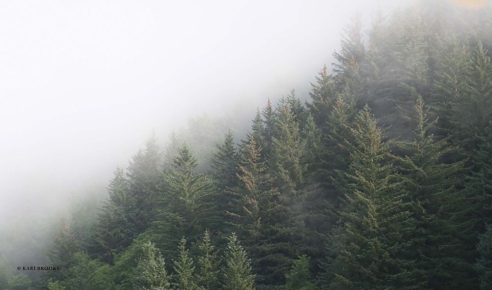 Alaska Green Trees II art print by Kari Brooks for $57.95 CAD