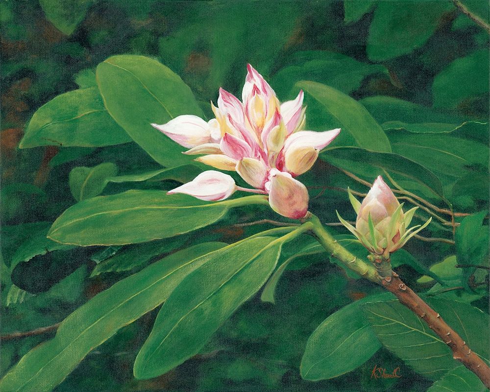 A Whisper of Pink art print by Kate Sherrill for $57.95 CAD