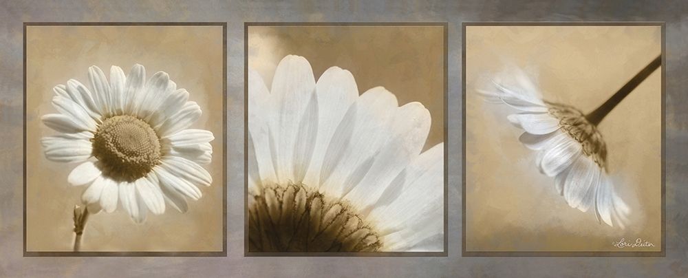 Daisy Trio art print by Lori Deiter for $57.95 CAD