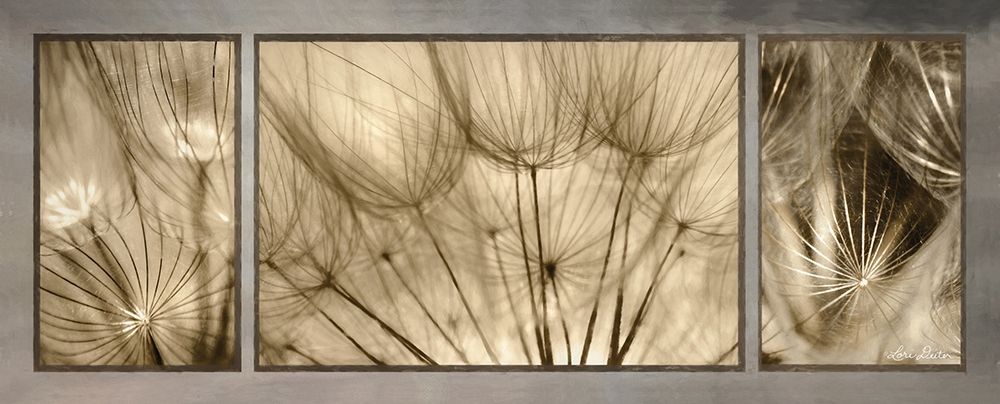 Goatsbeard Trio art print by Lori Deiter for $57.95 CAD