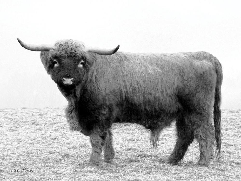 Scotty the Bull art print by Lori Deiter for $57.95 CAD
