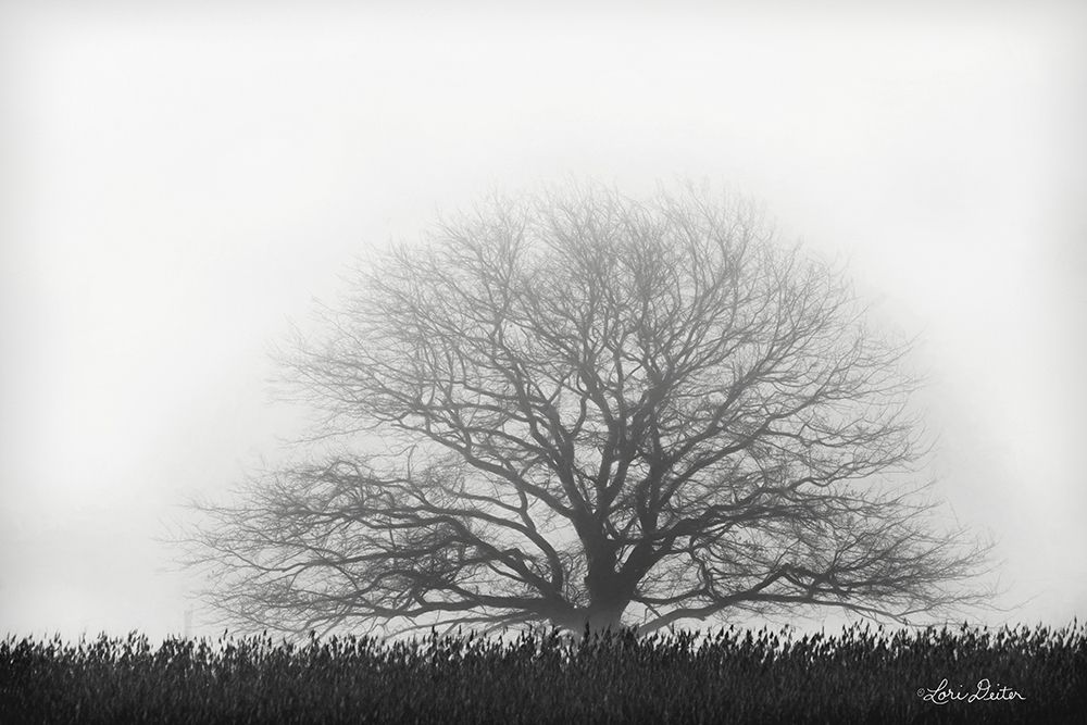 Foggy Old Tree art print by Lori Deiter for $57.95 CAD