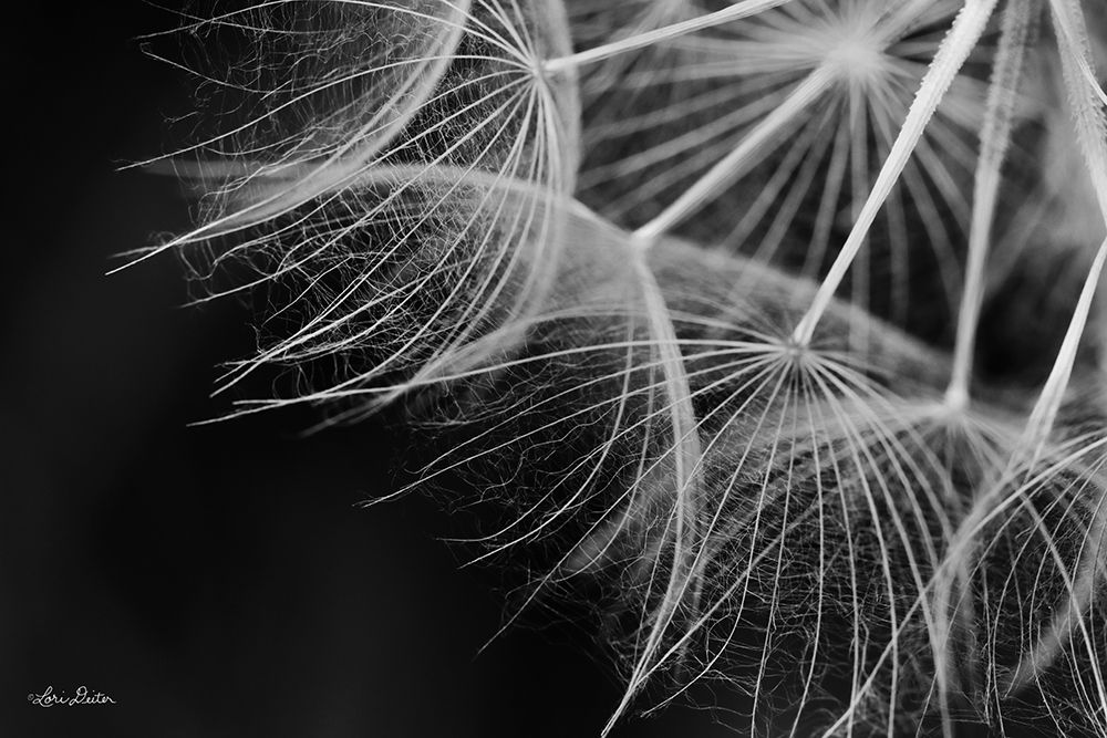 Delicate Beauty art print by Lori Deiter for $57.95 CAD