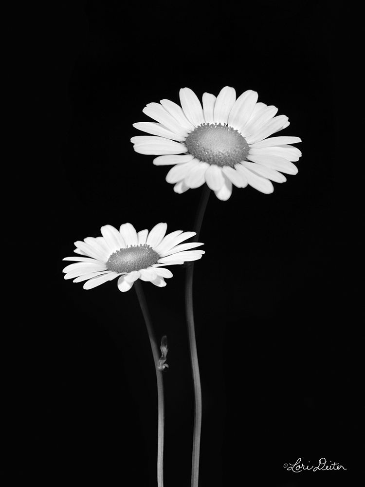 Pair of Daisies art print by Lori Deiter for $57.95 CAD