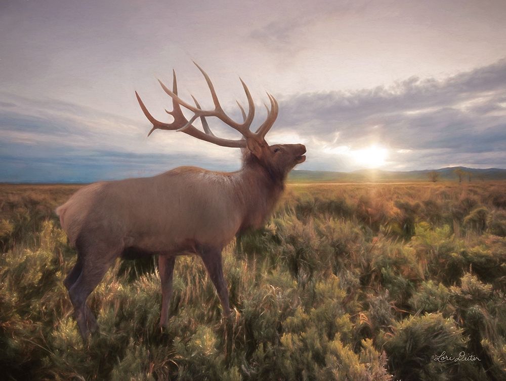 Jackson Sunrise with Elk art print by Lori Deiter for $57.95 CAD