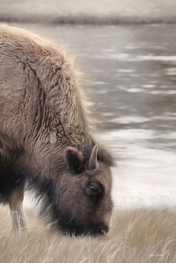 Yellowstone Buffalo art print by Lori Deiter for $57.95 CAD