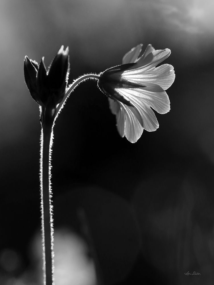 Black and White Flower art print by Lori Deiter for $57.95 CAD