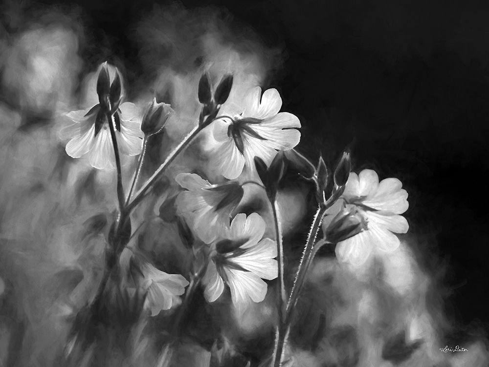 Black and White Flowers art print by Lori Deiter for $57.95 CAD