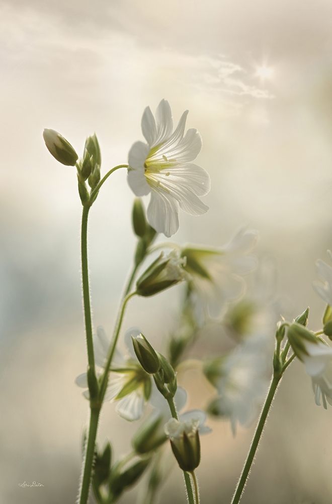 White Wildflowers II art print by Lori Deiter for $57.95 CAD