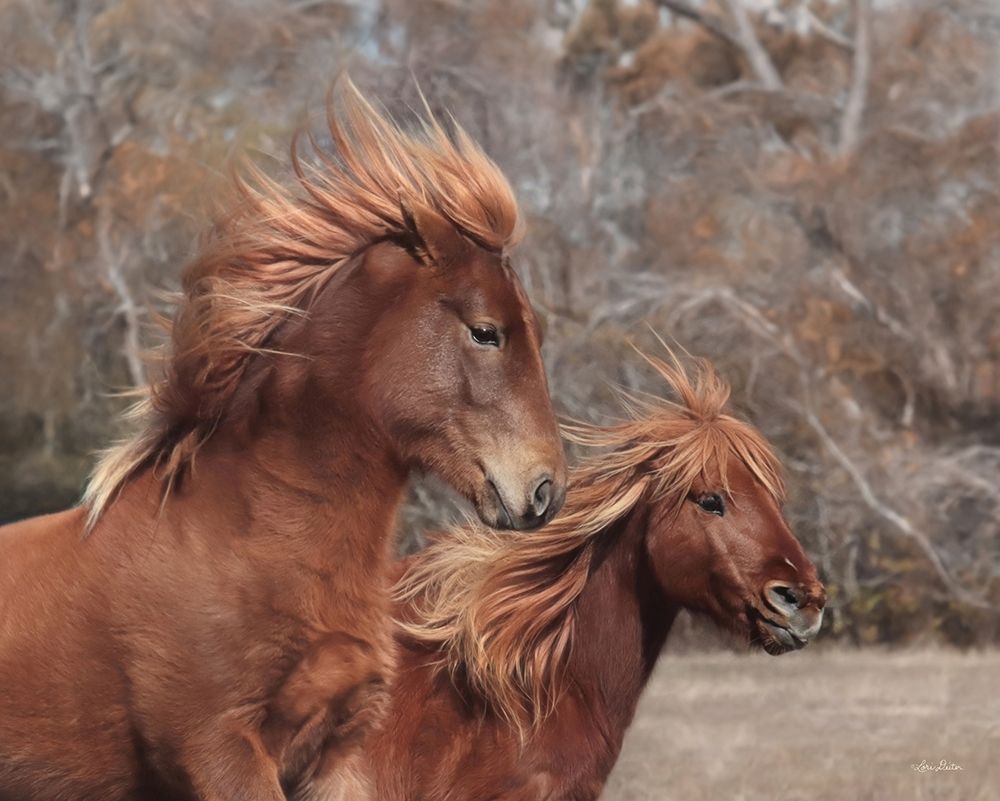 Assateague Horses II art print by Lori Deiter for $57.95 CAD