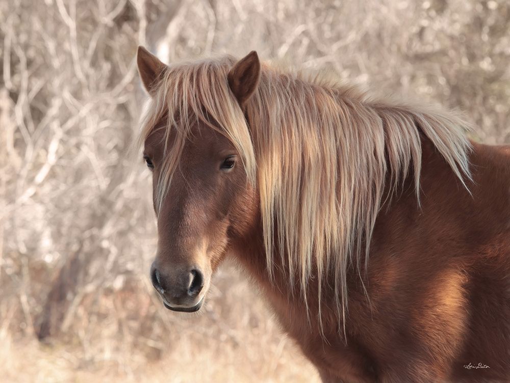 Assateague Horse art print by Lori Deiter for $57.95 CAD