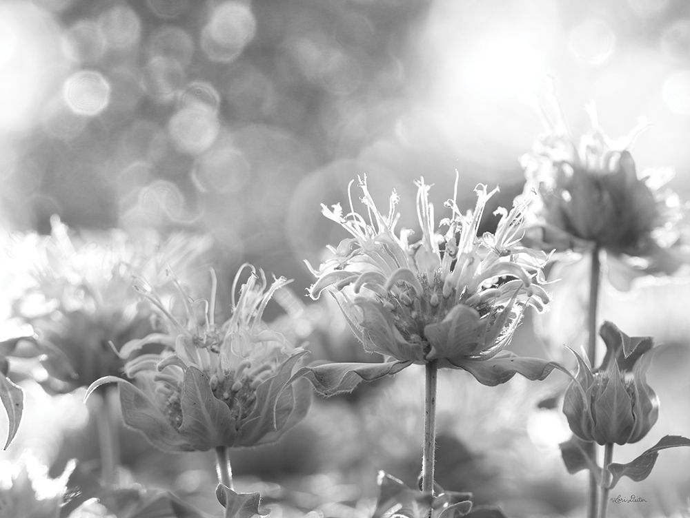 Wild Flowers IV art print by Lori Deiter for $57.95 CAD