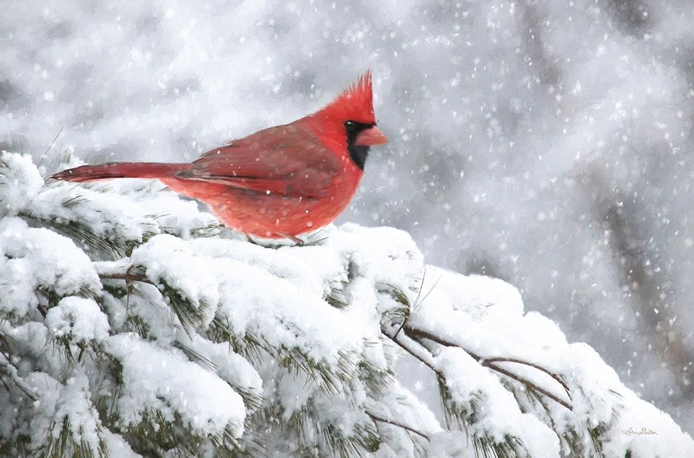Winter Cardinal art print by Lori Deiter for $57.95 CAD