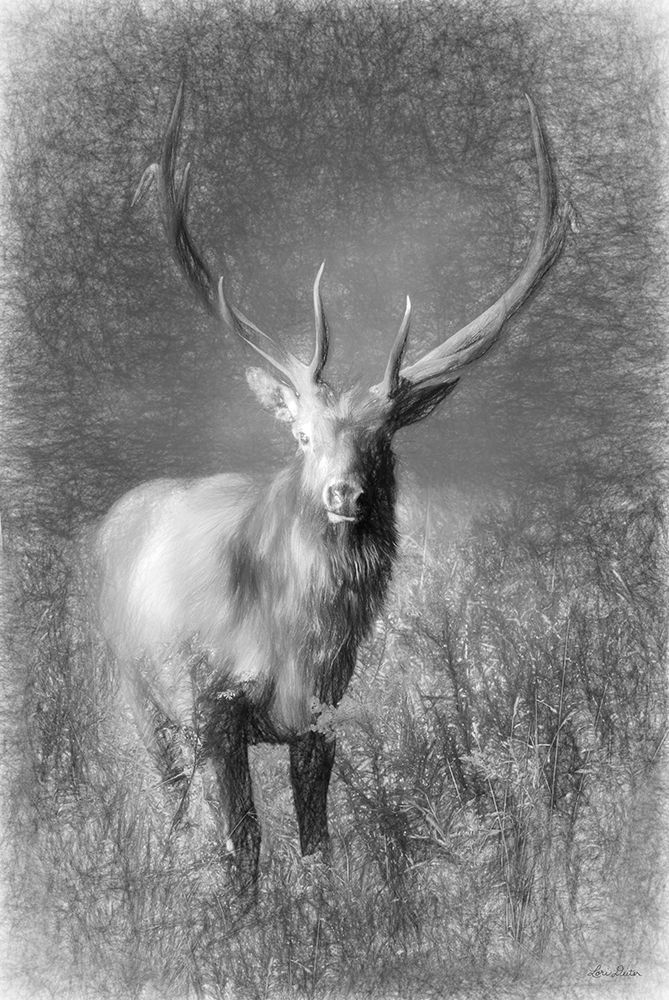 Elk Sketch art print by Lori Deiter for $57.95 CAD