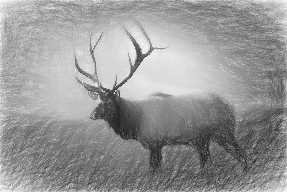 Bull Elk Sketch art print by Lori Deiter for $57.95 CAD
