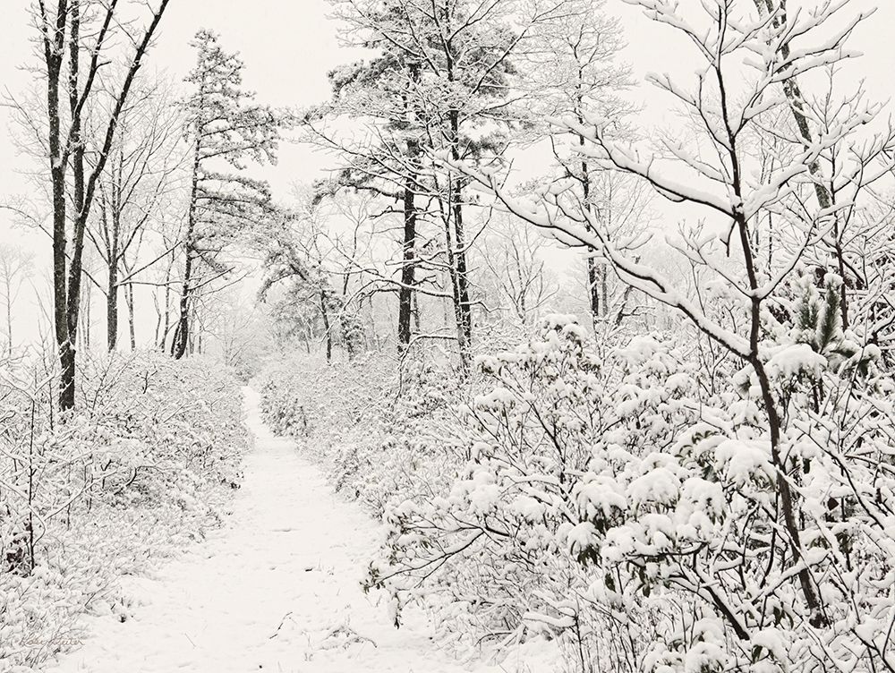 Winter Walk art print by Lori Deiter for $57.95 CAD