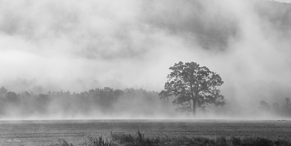 Old Oak in Fog art print by Lori Deiter for $57.95 CAD