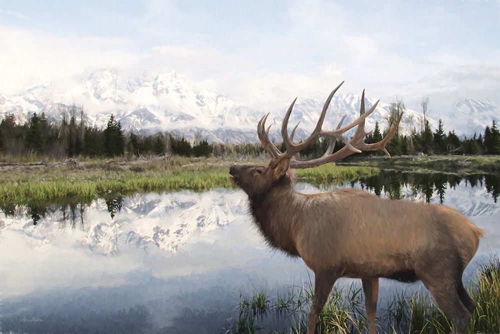 Bull Elk in Tetons art print by Lori Deiter for $57.95 CAD