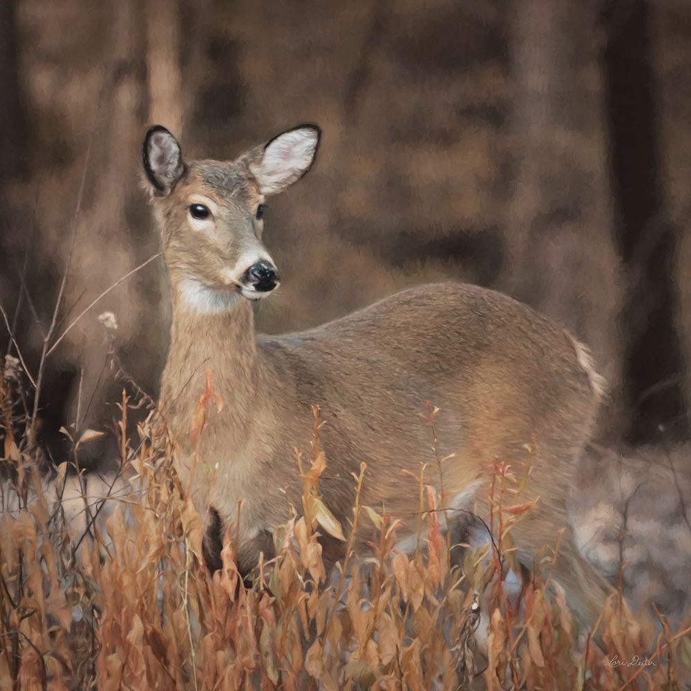 Whitetail Deer art print by Lori Deiter for $57.95 CAD