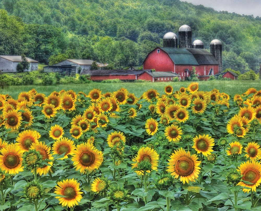Sunflower Farm art print by Lori Deiter for $57.95 CAD