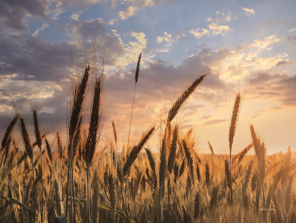 Summer Field art print by Lori Deiter for $57.95 CAD