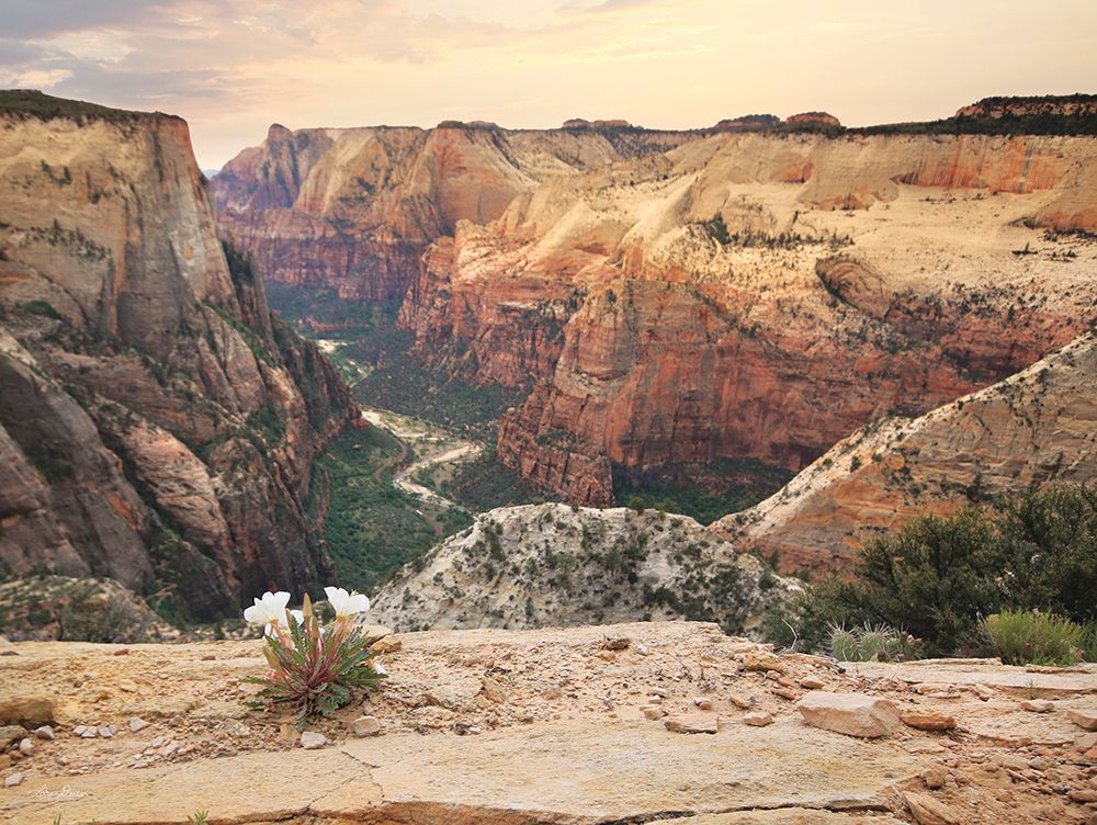Zion Desert Life art print by Lori Deiter for $57.95 CAD