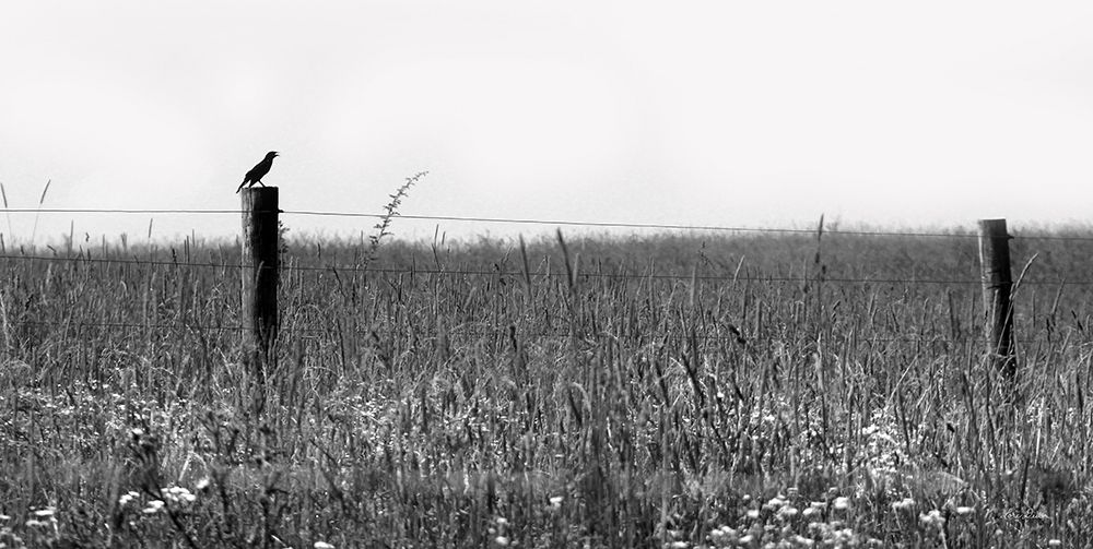 Country Field art print by Lori Deiter for $57.95 CAD