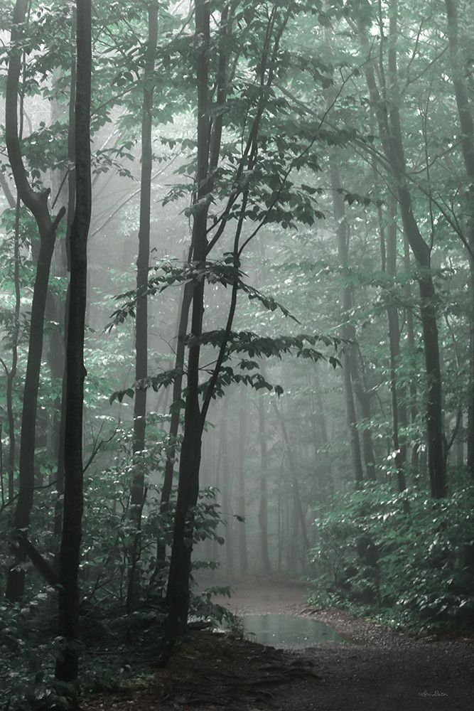 Misty Forest art print by Lori Deiter for $57.95 CAD