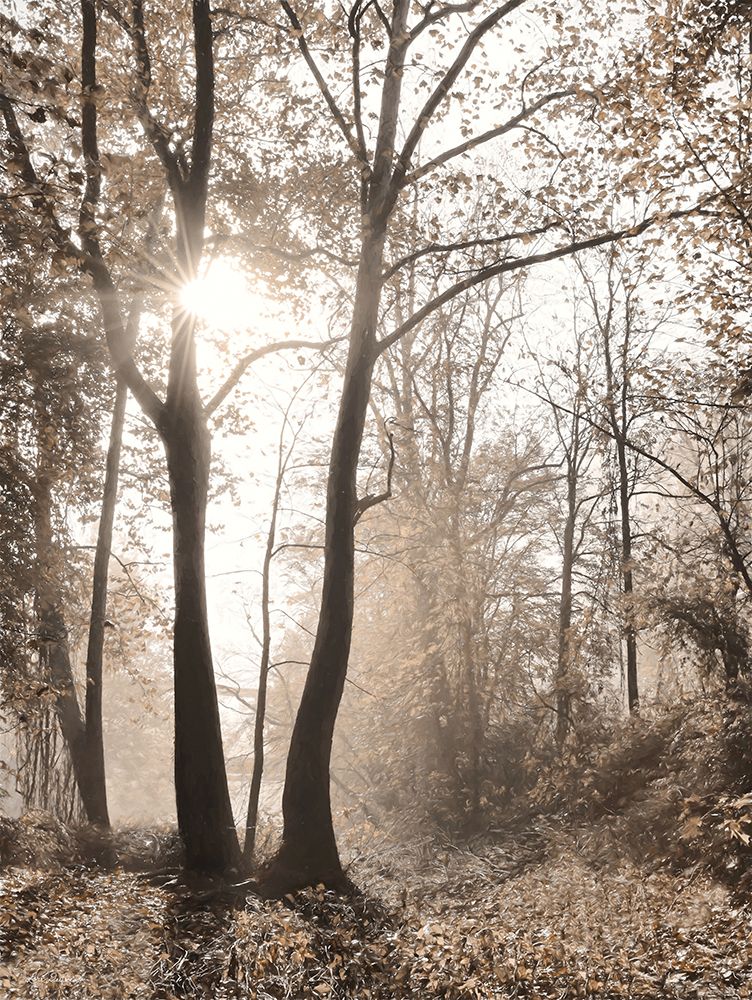 Woodland Sunrise art print by Lori Deiter for $57.95 CAD