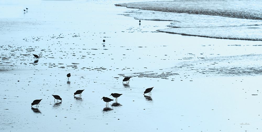 Blue Sandpipers art print by Lori Deiter for $57.95 CAD