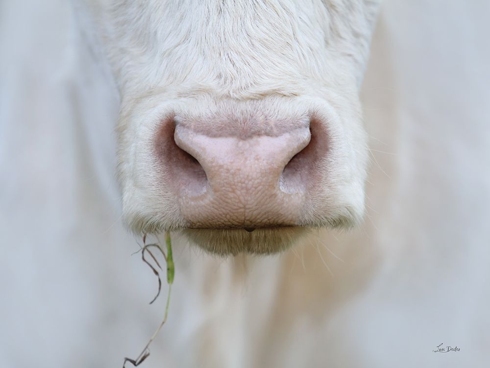 The Nose Knows art print by Lori Deiter for $57.95 CAD